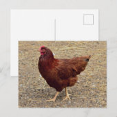 Chicken Photo Briefkaart (Voorkant / Achterkant)