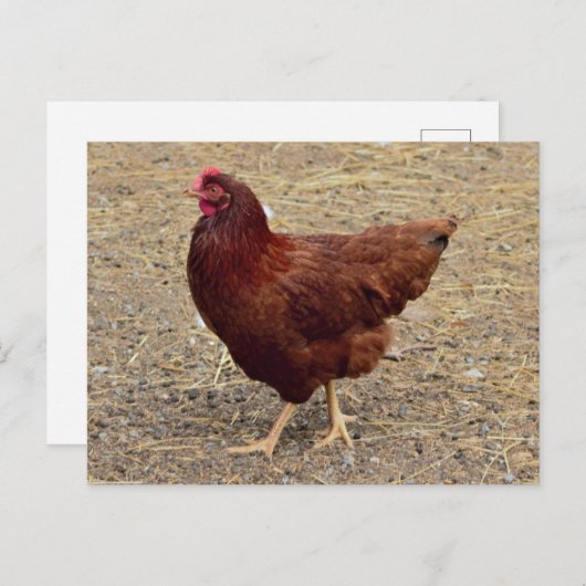 Chicken Photo Briefkaart (Voorkant / Achterkant)