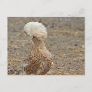 Chicken Photo Briefkaart
