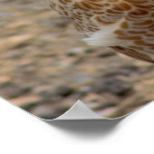 Chicken Photo Poster (Hoek)