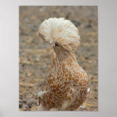Chicken Photo Poster (Voorkant)