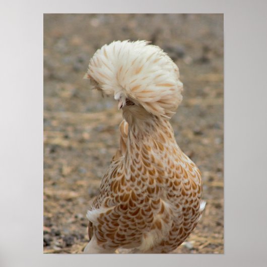 Chicken Photo Poster (Voorkant)
