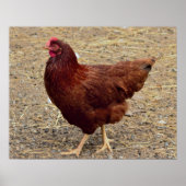 Chicken Photo Poster (Voorkant)