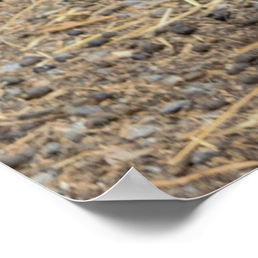 Chicken Photo Poster (Hoek)