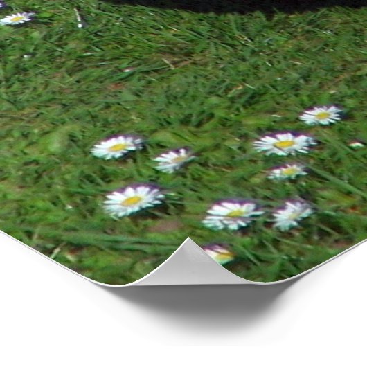 Chicken Poster (Hoek)