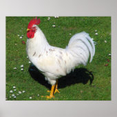 Chicken Poster (Voorkant)