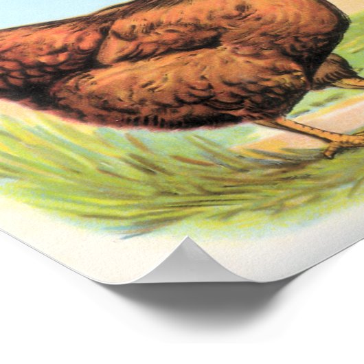  Chicken Print Rooster en Hen Partridges (Hoek)