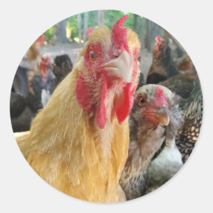 Chicken Ronde Sticker