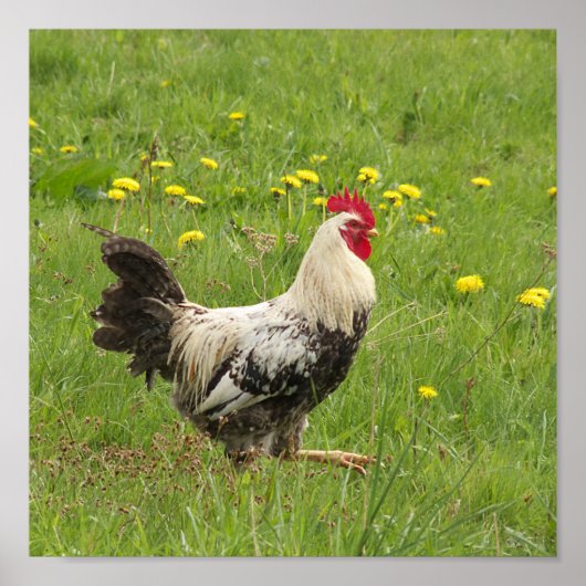 chicken, rooster, animal, bird, farm, agriculture, poster (Voorkant)