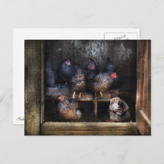 Chicken - The Hen House Briefkaart (Voorkant / Achterkant)