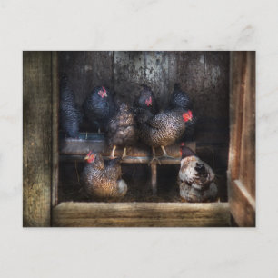 Chicken - The Hen House Briefkaart