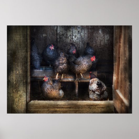 Chicken - The Hen House Poster (Voorkant)