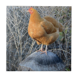 Chicken Tile Tegeltje