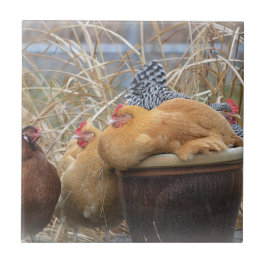 Chicken Tile Tegeltje