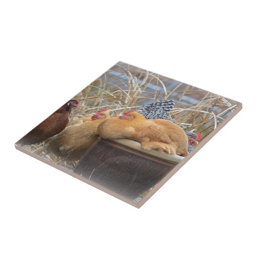 Chicken Tile Tegeltje (Zijkant)