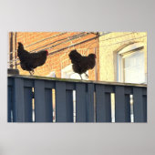 Chicken Walk Foto Poster (Voorkant)
