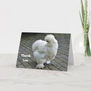 Chicken White Silkie Foto Bedankkaart