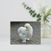 Chicken White Silkie Foto Briefkaart (Staand voorkant)