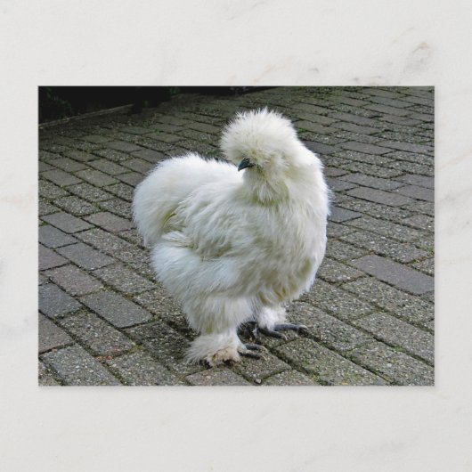 Chicken White Silkie Foto Briefkaart (Voorkant)
