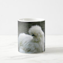 Chicken White Silkie Foto