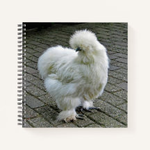 Chicken White Silkie Foto
