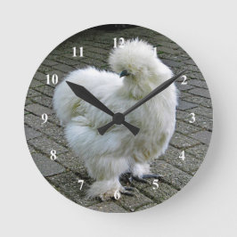 Chicken White Silkie Foto Ronde Klok