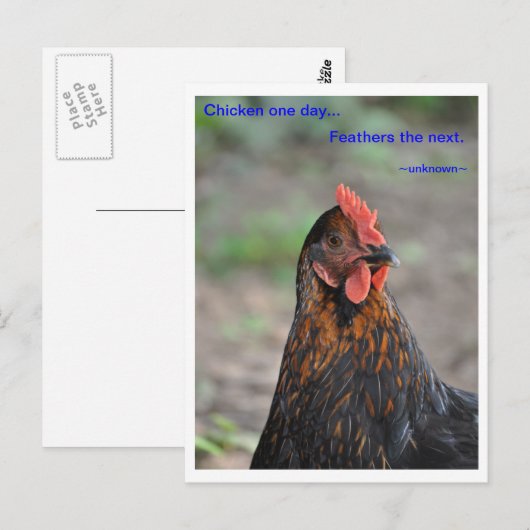 Chicken Wisdom - Feathers Briefkaart (Voorkant / Achterkant)