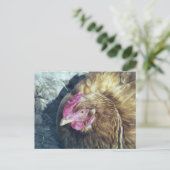 CHICKENS BRIEFKAART (Staand voorkant)