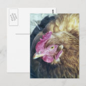 CHICKENS BRIEFKAART (Voorkant / Achterkant)