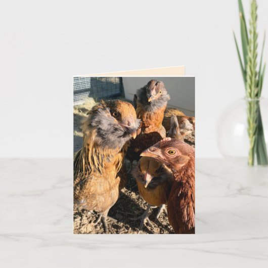 Chickens Gathering Close-Up Photograph Kaart (Voorkant)
