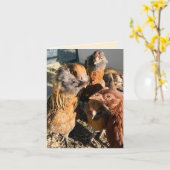 Chickens Gathering Close-Up Photograph Kaart (Gele Bloem)