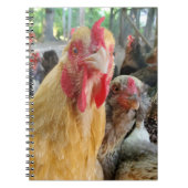 Chickens Notitieboek (Voorkant)