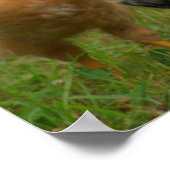 Chickens Poster (Hoek)