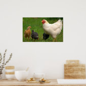 Chickens Poster (Keuken)