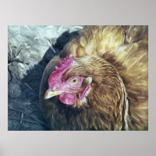 CHICKENS POSTER (Voorkant)