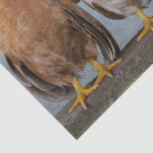 Chickens Tissuepapier (Detail)