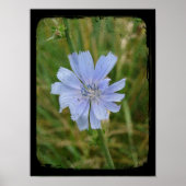 Chickory Flower Poster (Voorkant)
