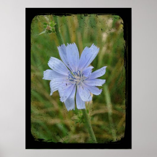 Chickory Flower Poster (Voorkant)