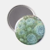 Chicks and Hens Succulent Magneet (Voorkant / Achterkant)