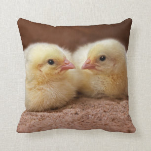 Chicks Pillow Kussen