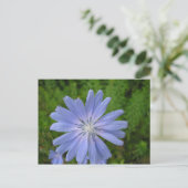 Chicorée sauvage briefkaart (Staand voorkant)