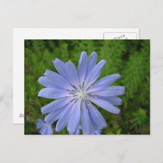 Chicorée sauvage briefkaart (Voorkant / Achterkant)
