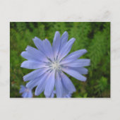 Chicorée sauvage briefkaart (Voorkant)