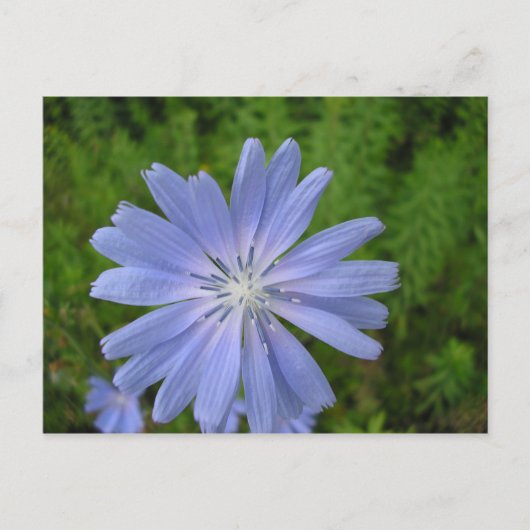 Chicorée sauvage briefkaart (Voorkant)