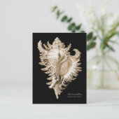 Chicoreus ramosus briefkaart (Staand voorkant)