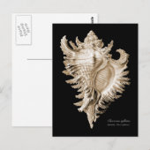 Chicoreus ramosus briefkaart (Voorkant / Achterkant)