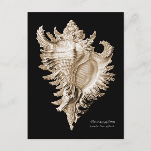 Chicoreus ramosus briefkaart (Voorkant)