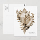 Chicoreus ramosus briefkaart (Voorkant / Achterkant)