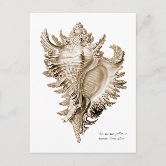 Chicoreus ramosus briefkaart (Voorkant)