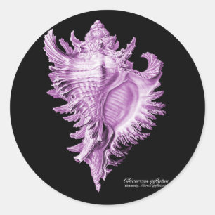 Chicoreus ramosus ronde sticker